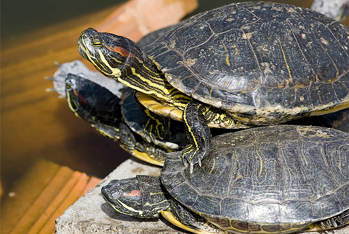 stack of turtles